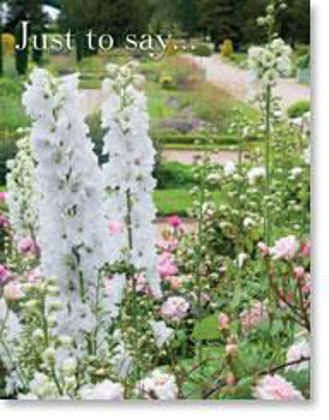 Picture of White delphiniums