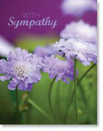 Picture of Scabious flowers