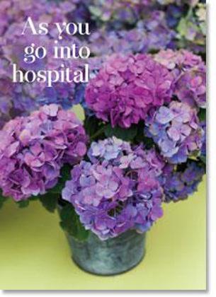 Picture of Hydrangeas in pots - as you go into hospital