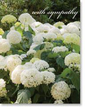 Picture of White hydrangea bush