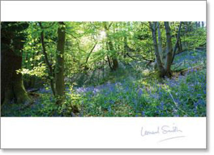 Picture of Inspire - Bluebell woods Kent