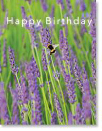 Picture of Bumblebee on lavender