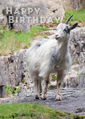 Picture of Cheddar Gorge goat