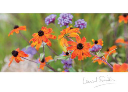 Picture of Inspire - Rudbeckia and verbena