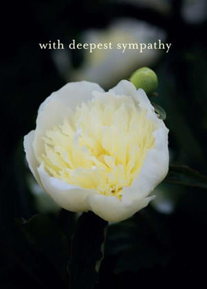 Picture of White Paeony