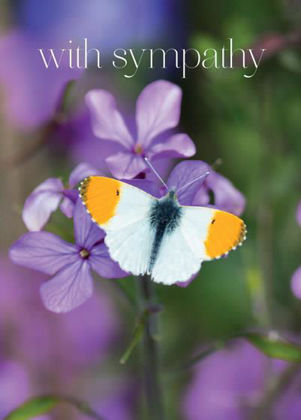 Picture of Orange tip butterfly