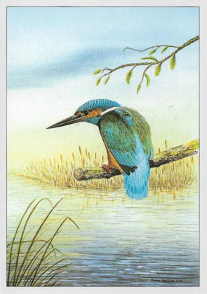 Picture of Kingfisher