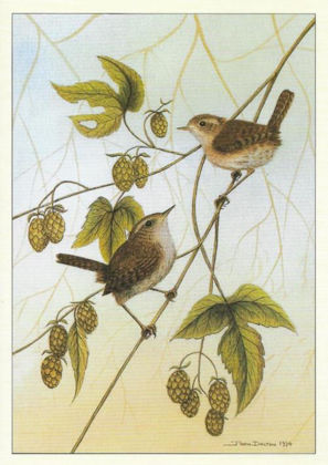 Picture of Wrens