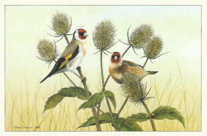 Picture of Goldfinches