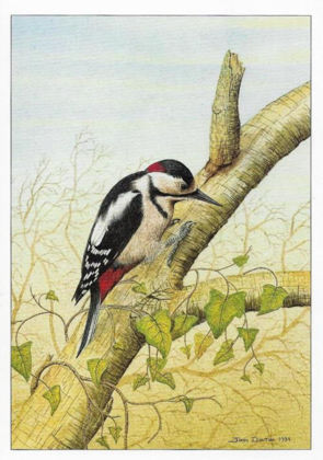 Picture of Great Spotted Woodpecker