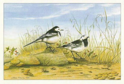 Picture of Pied Wagtails