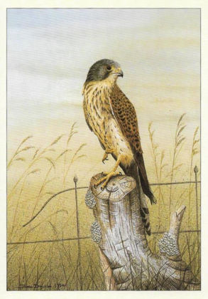 Picture of Kestrel