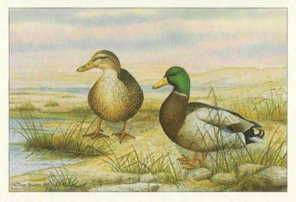 Picture of Mallard