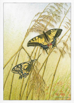 Picture of Swallowtail