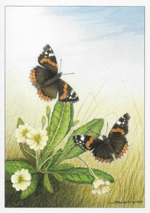 Picture of Red Admiral