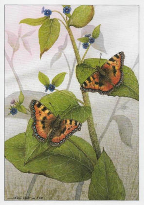 Picture of Small Tortoishell