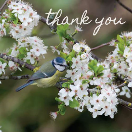 Picture of Photonotes: Blue tit in blossom (5)