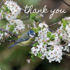 Picture of Photonotes: Blue tit in blossom (5)